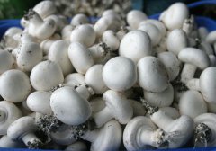 食用菌工廠化常見菌種選擇方案